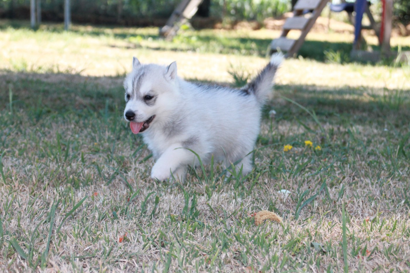 Hunvre Di Neve - Chiots disponibles - Siberian Husky