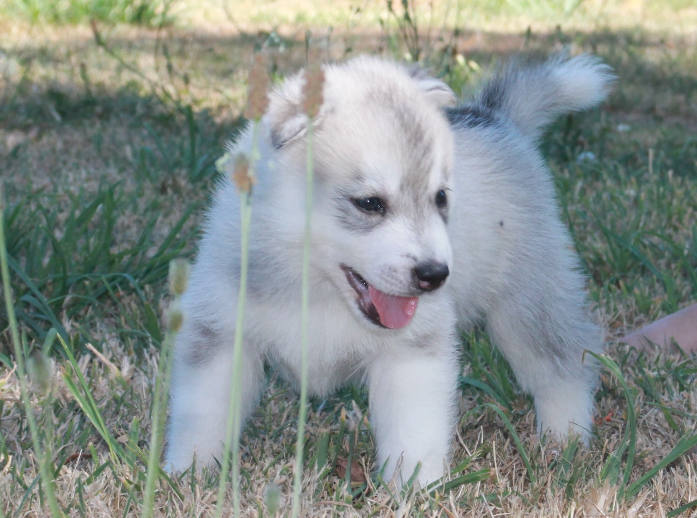 Hunvre Di Neve - Chiots disponibles - Siberian Husky