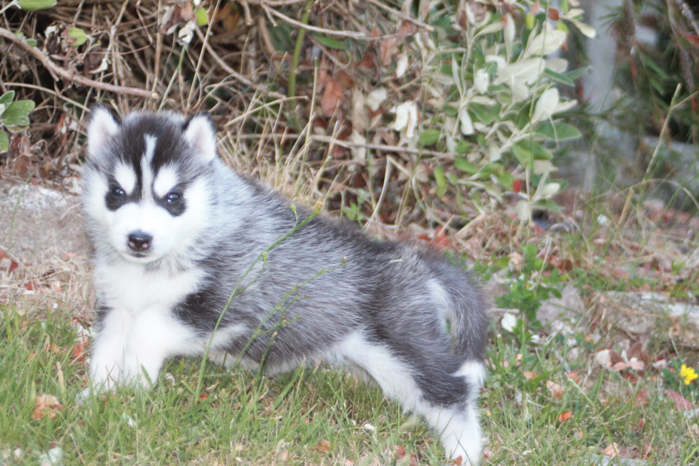 Hunvre Di Neve - Chiots disponibles - Siberian Husky