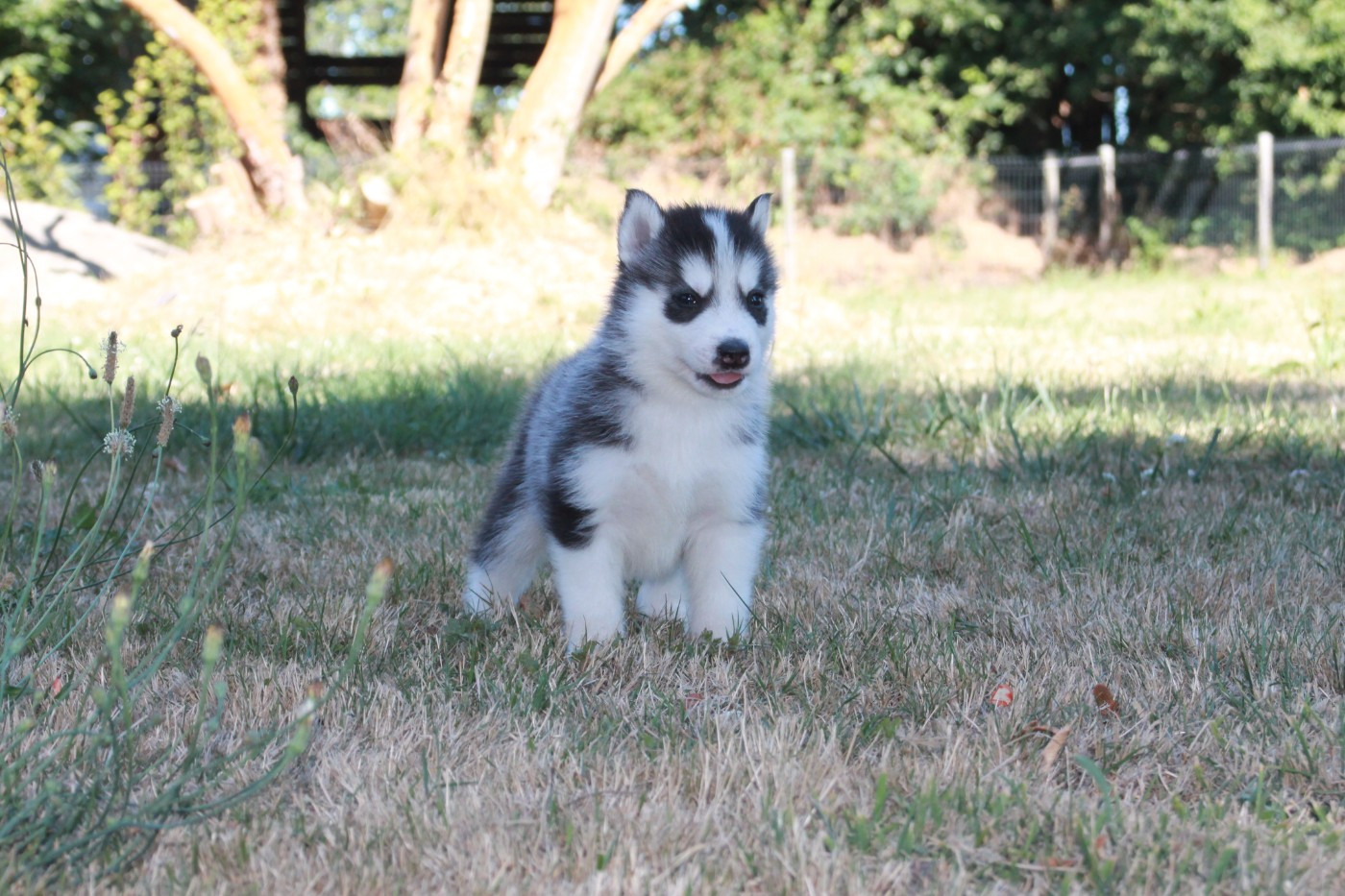 Hunvre Di Neve - Chiots disponibles - Siberian Husky