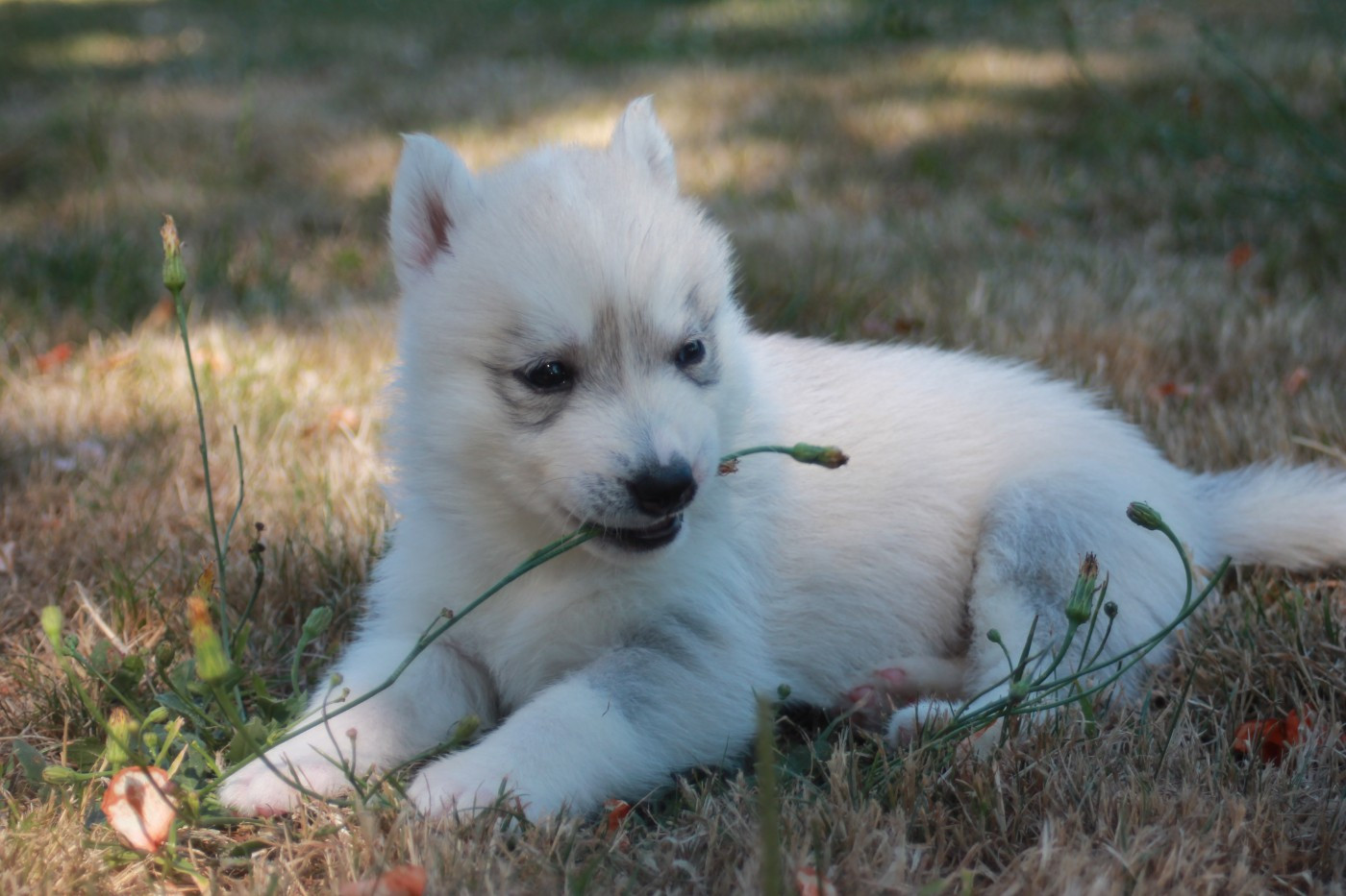 Hunvre Di Neve - Chiots disponibles - Siberian Husky